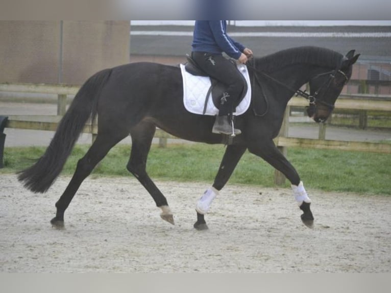 Sonstige Rassen Stute 14 Jahre 166 cm Rappe in Breda