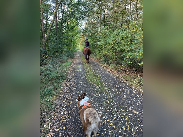 Sonstige Rassen Stute 14 Jahre 168 cm Fuchs in Jessen (Elster)