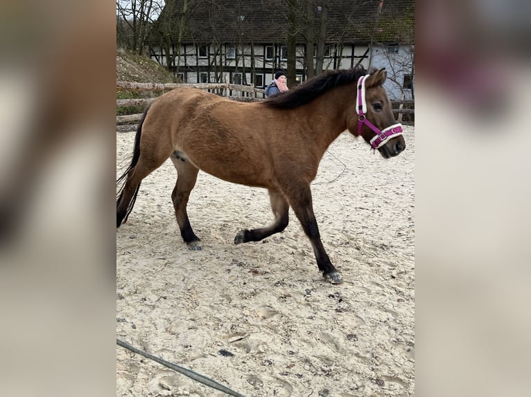 Sonstige Rassen Mix Stute 15 Jahre 130 cm Falbe in Bad Gandersheim