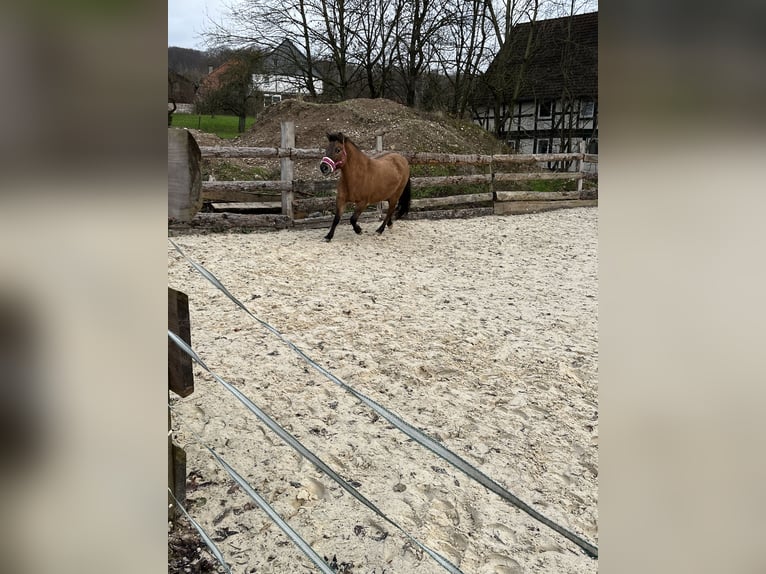 Sonstige Rassen Mix Stute 15 Jahre 130 cm Falbe in Bad Gandersheim