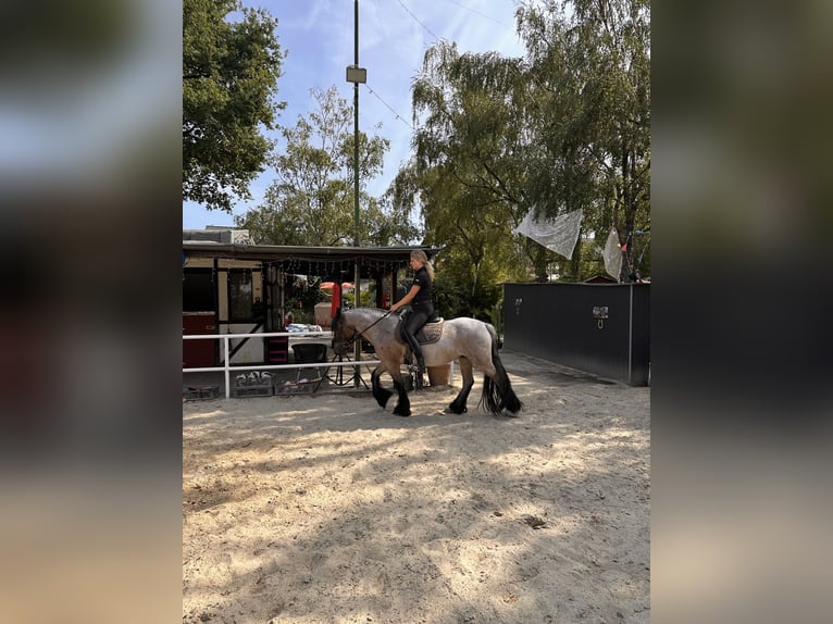 Sonstige Rassen Stute 15 Jahre 145 cm  in Köln