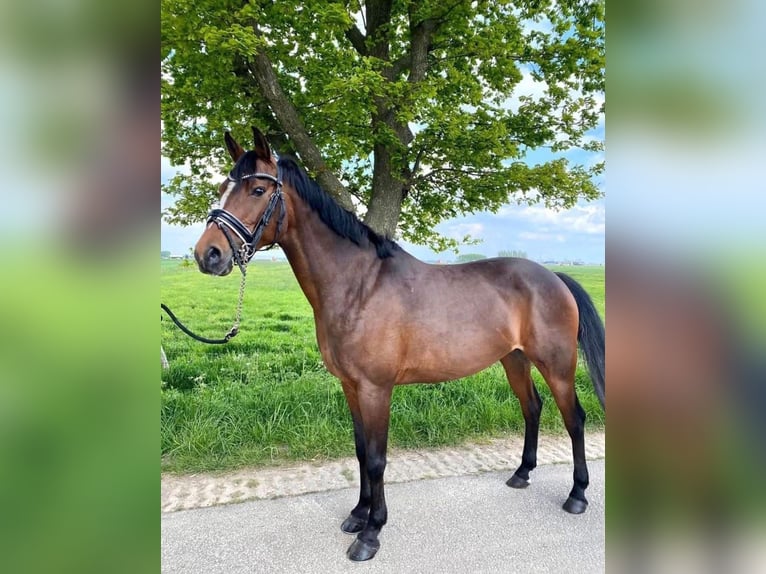 Sonstige Rassen Stute 15 Jahre 147 cm Brauner in Nijmegen
