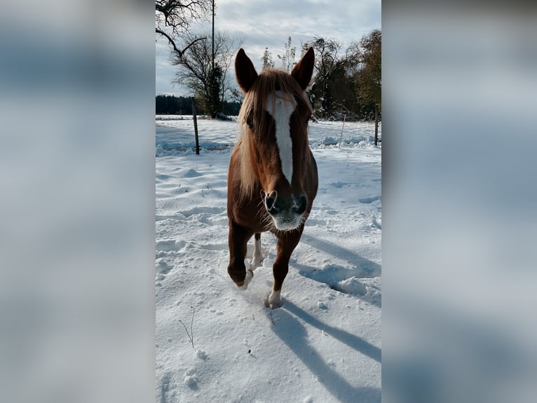 Sonstige Rassen Mix Stute 15 Jahre 149 cm Fuchs in Tschugg