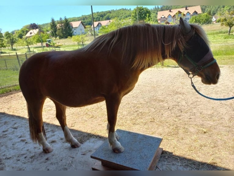 Sonstige Rassen Mix Stute 15 Jahre 149 cm Fuchs in Tschugg