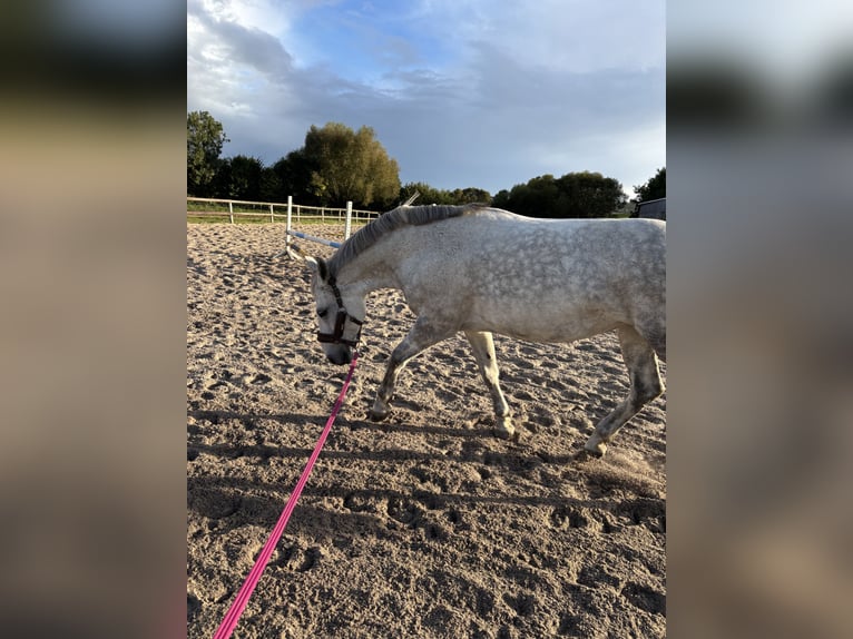 Sonstige Rassen Mix Stute 15 Jahre 156 cm Schimmel in Selent