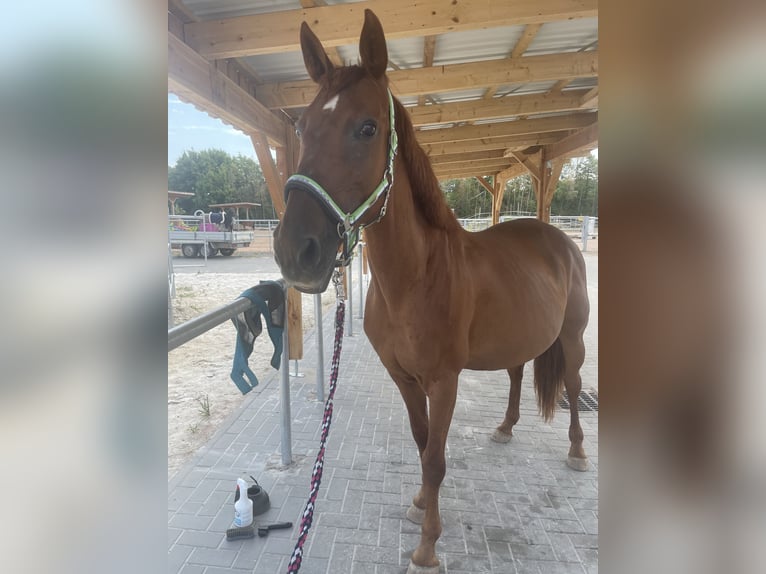 Sonstige Rassen Stute 15 Jahre 160 cm Fuchs in Zeitz