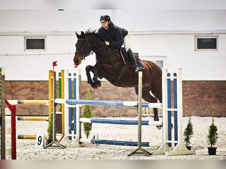 Sonstige Rassen Stute 15 Jahre 165 cm Brauner in Wolica
