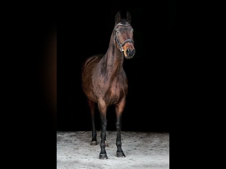 Sonstige Rassen Stute 15 Jahre 165 cm Brauner in Wolica