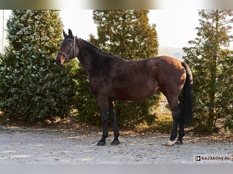 Sonstige Rassen Stute 15 Jahre 165 cm Brauner in Wolica