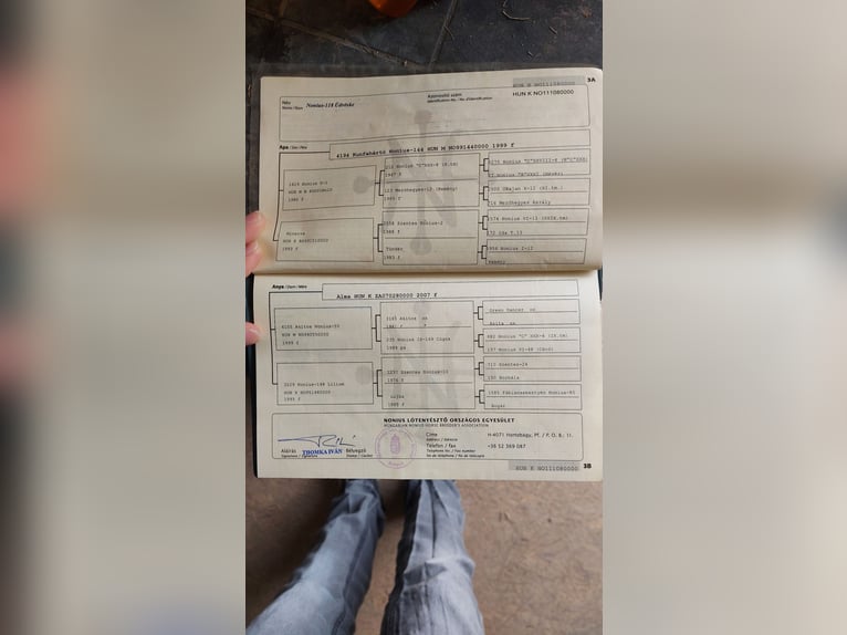 Sonstige Rassen Stute 15 Jahre 167 cm Rappe in Ebenthal