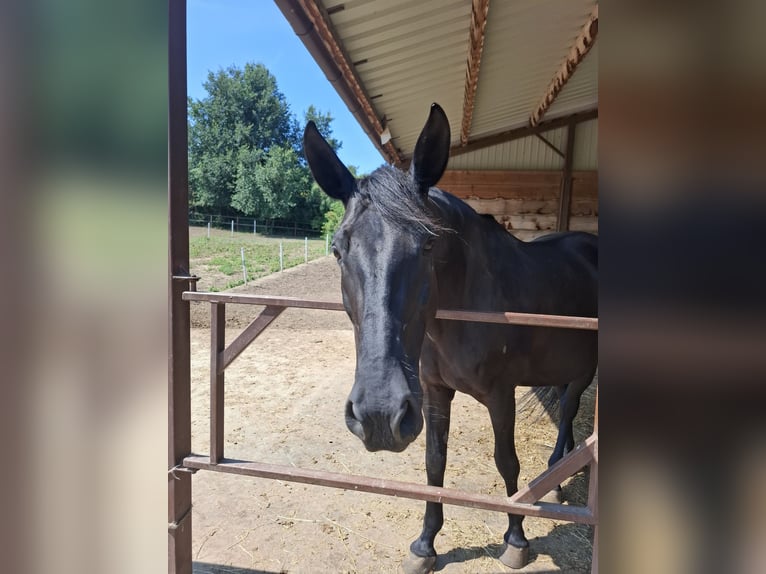 Sonstige Rassen Stute 15 Jahre 167 cm Rappe in Ebenthal