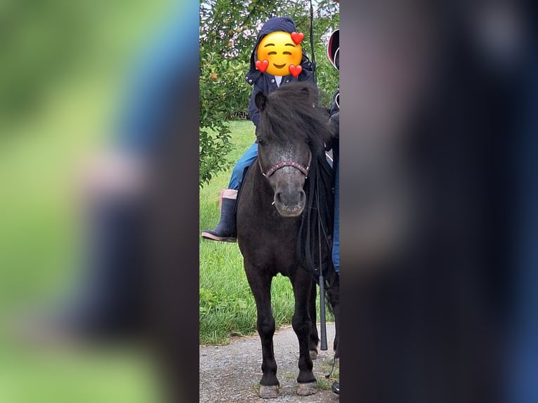 Sonstige Rassen Stute 15 Jahre 96 cm Rappschimmel in Neunkirchen