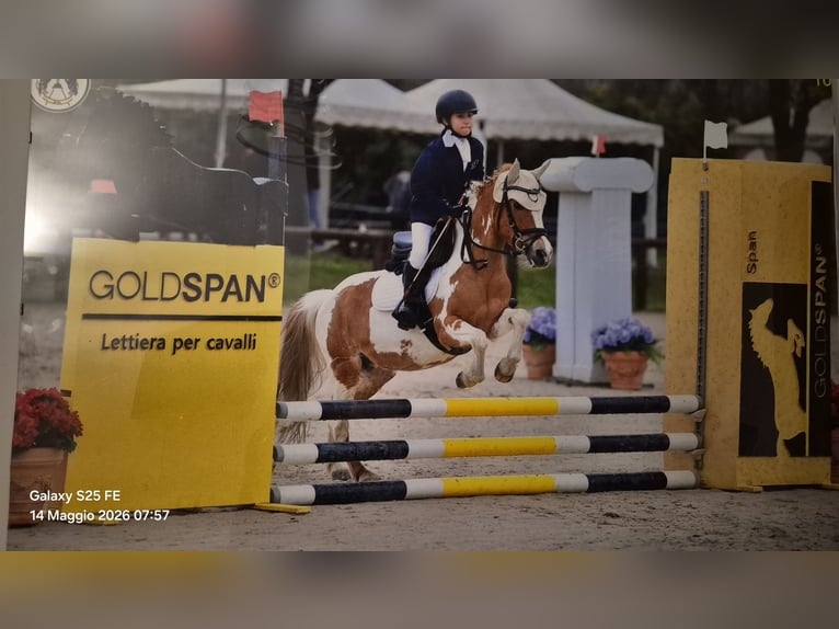 Sonstige Rassen Stute 16 Jahre 127 cm Schecke in Villasanta