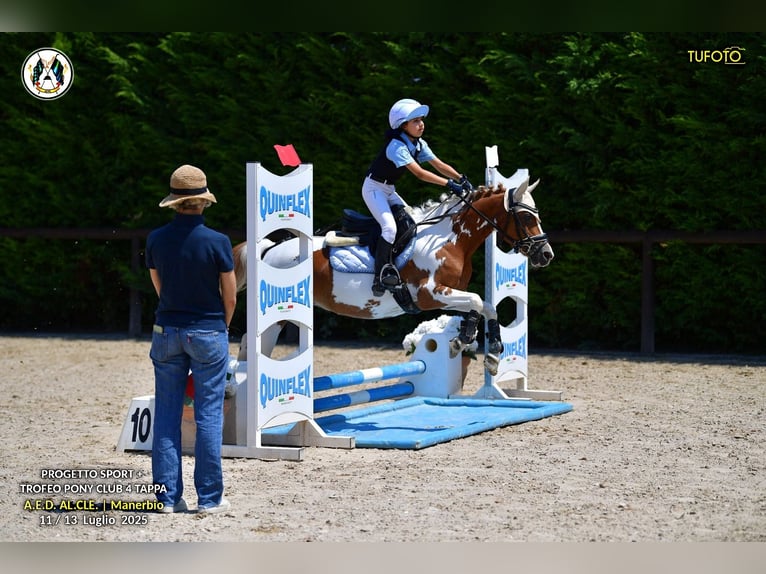 Sonstige Rassen Stute 16 Jahre 127 cm Schecke in Villasanta