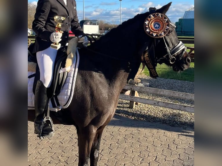Sonstige Rassen Stute 16 Jahre 128 cm Rappe in Solrød Strand