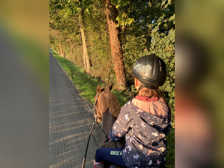 Sonstige Rassen Stute 16 Jahre 133 cm Dunkelfuchs in Borken