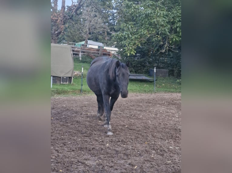 Sonstige Rassen Mix Stute 16 Jahre 145 cm Rappe in Weilrod