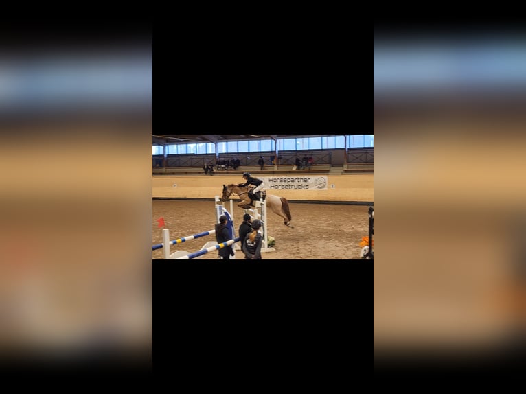 Sonstige Rassen Mix Stute 16 Jahre 146 cm Roan-Red in Laholm