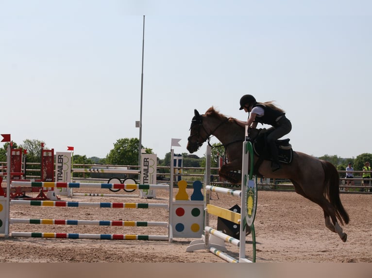 Sonstige Rassen Mix Stute 16 Jahre 146 cm Roan-Red in Laholm