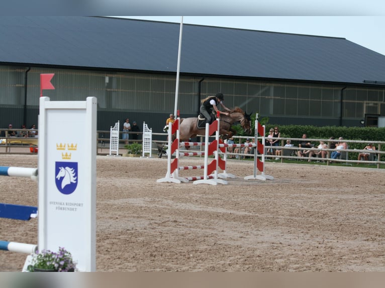 Sonstige Rassen Mix Stute 16 Jahre 146 cm Roan-Red in Laholm