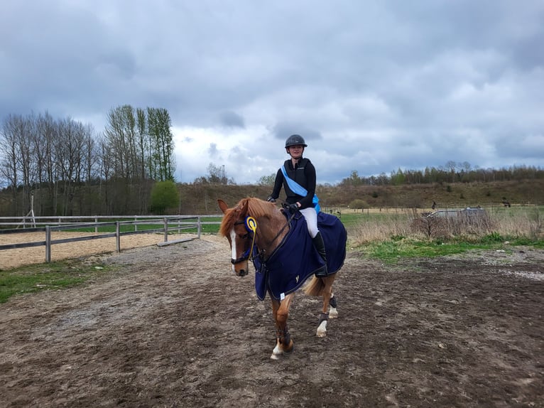 Sonstige Rassen Mix Stute 16 Jahre 146 cm Roan-Red in Laholm