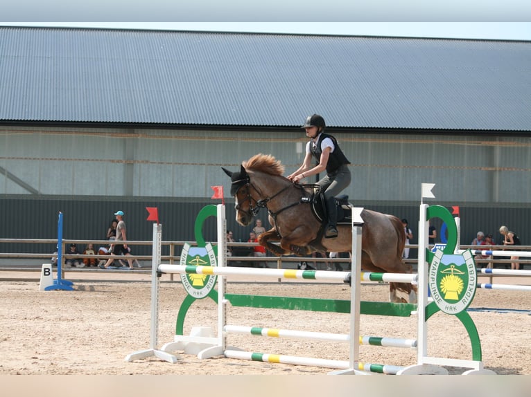 Sonstige Rassen Mix Stute 16 Jahre 146 cm Roan-Red in Laholm