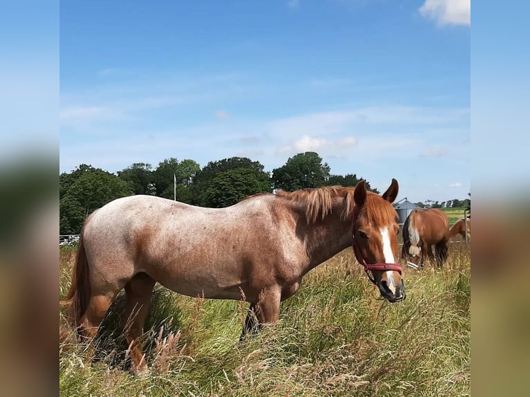 Sonstige Rassen Mix Stute 16 Jahre 146 cm Roan-Red in Laholm