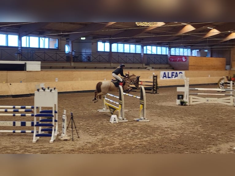 Sonstige Rassen Mix Stute 16 Jahre 146 cm Roan-Red in Laholm