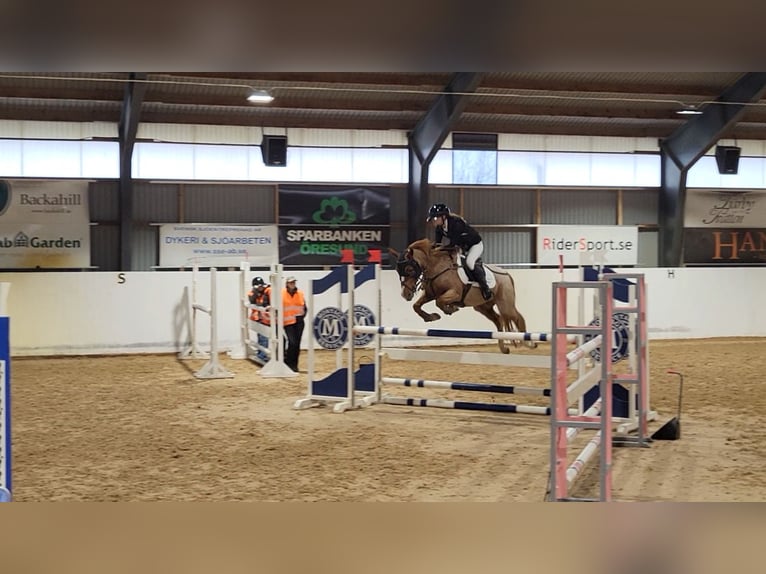 Sonstige Rassen Mix Stute 16 Jahre 146 cm Roan-Red in Laholm