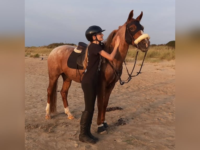 Sonstige Rassen Mix Stute 16 Jahre 146 cm Roan-Red in Laholm