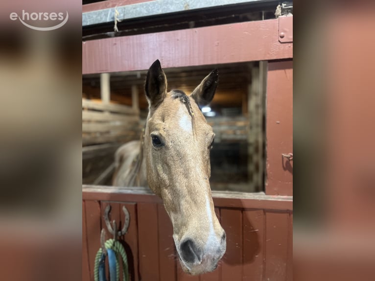 Sonstige Rassen Stute 16 Jahre 152 cm Buckskin in Wooster
