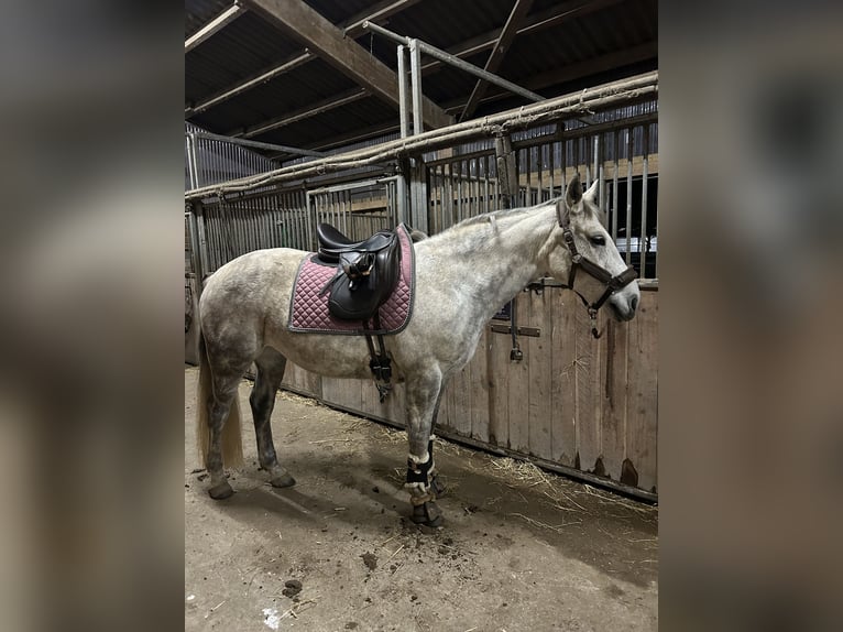 Sonstige Rassen Mix Stute 16 Jahre 156 cm Schimmel in Selent