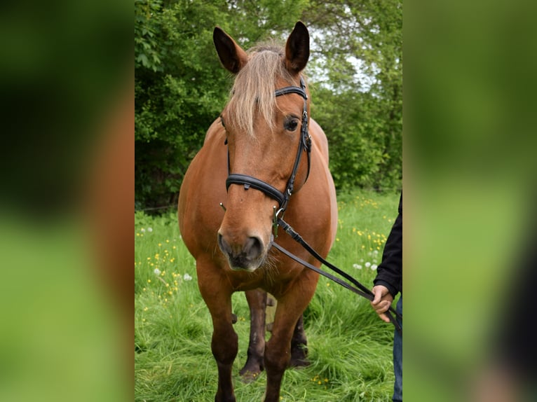 Sonstige Rassen Stute 16 Jahre 164 cm Fuchs in Remchingen