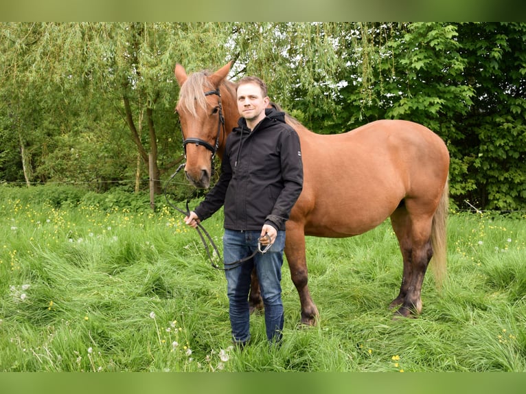 Sonstige Rassen Stute 16 Jahre 164 cm Fuchs in Remchingen