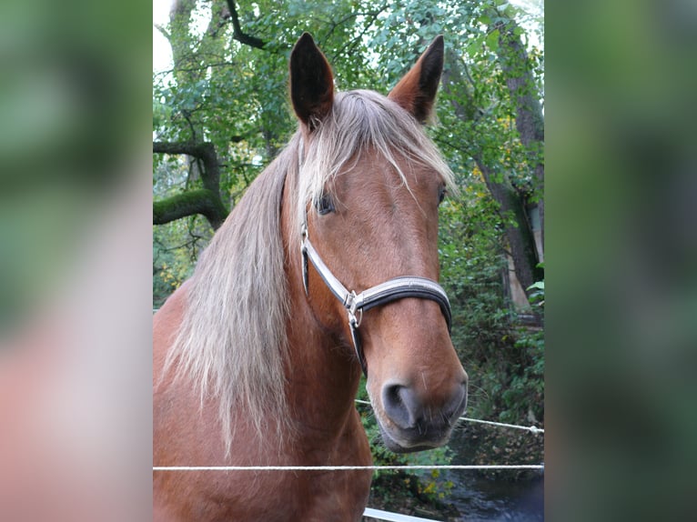 Sonstige Rassen Stute 16 Jahre 164 cm Fuchs in Remchingen
