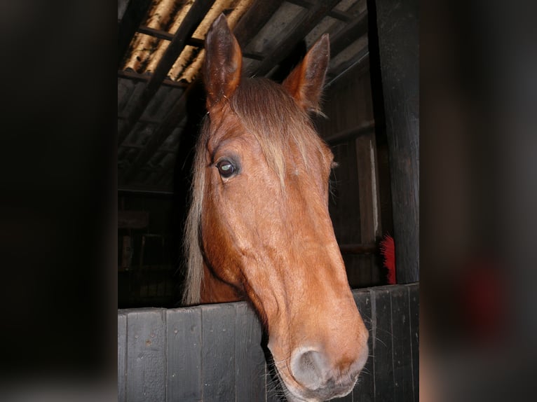 Sonstige Rassen Stute 16 Jahre 164 cm Fuchs in Remchingen