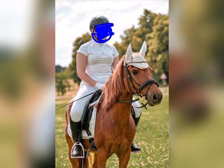 Sonstige Rassen Stute 17 Jahre 140 cm Fuchs in Willerstedt