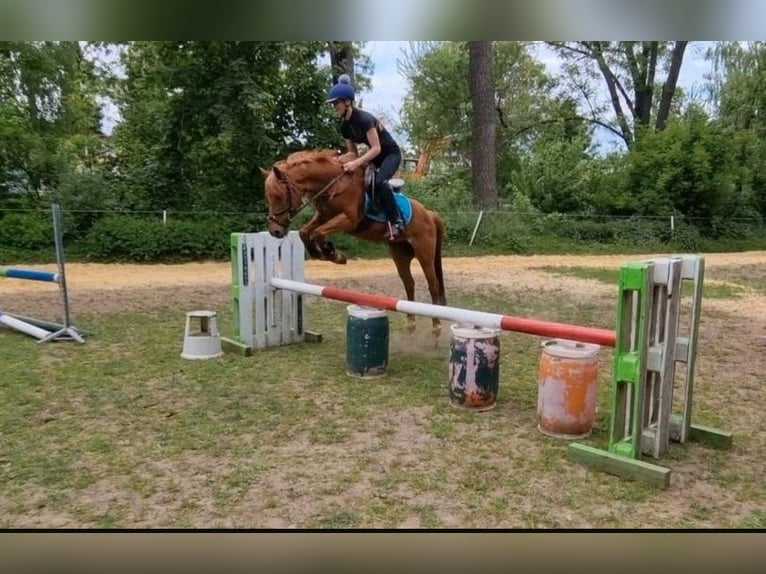 Sonstige Rassen Stute 17 Jahre 140 cm Fuchs in Willerstedt