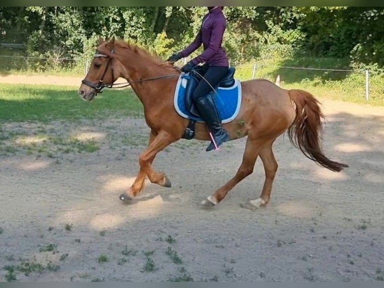 Sonstige Rassen Stute 17 Jahre 140 cm Fuchs in Willerstedt