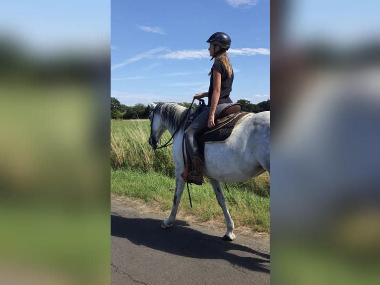 Sonstige Rassen Mix Stute 17 Jahre 147 cm Blauschimmel in Oberlangen