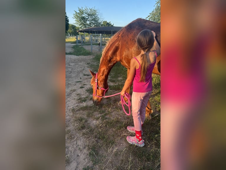Sonstige Rassen Stute 17 Jahre 151 cm Fuchs in Viernheim