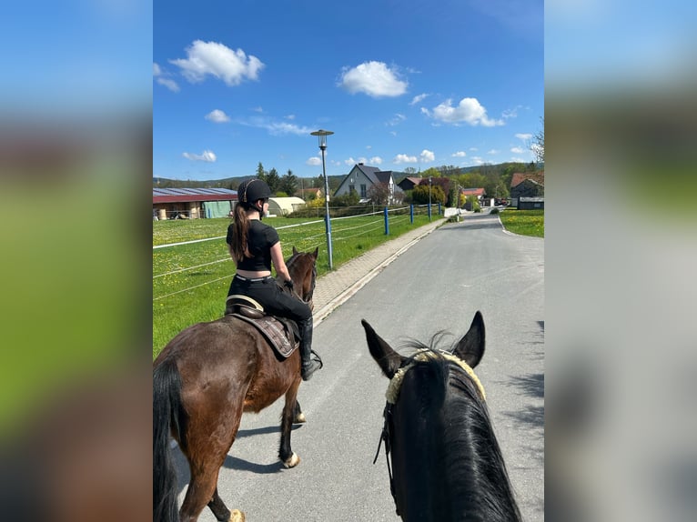 Sonstige Rassen Stute 17 Jahre 163 cm Dunkelbrauner in Immenreuth