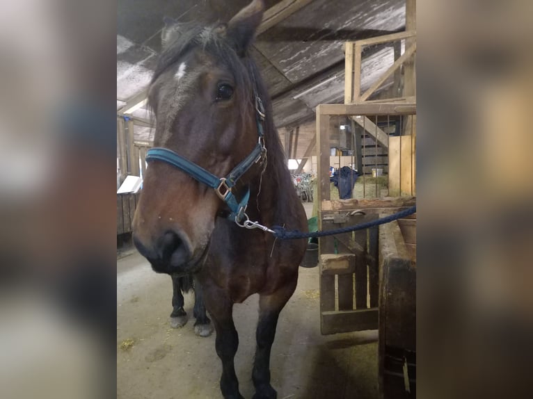 Sonstige Rassen Stute 17 Jahre 165 cm Dunkelbrauner in Gummersbach