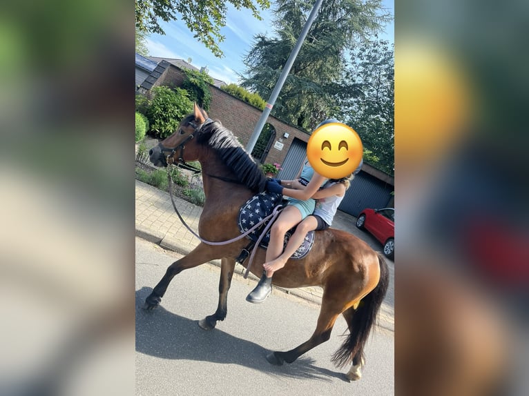 Sonstige Rassen Stute 18 Jahre 131 cm Brauner in Schlesen