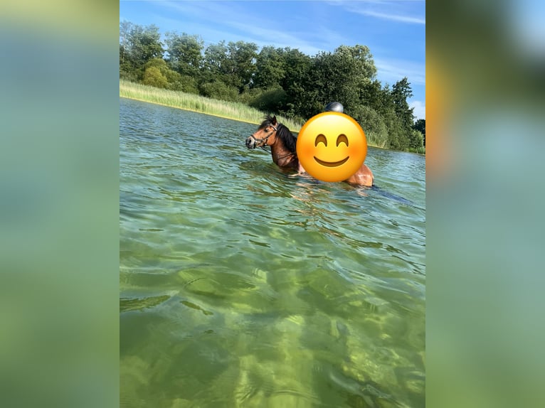 Sonstige Rassen Stute 18 Jahre 131 cm Brauner in Schlesen