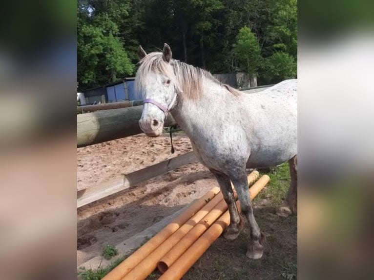 Sonstige Rassen Mix Stute 18 Jahre 136 cm Tigerschecke in Dohr