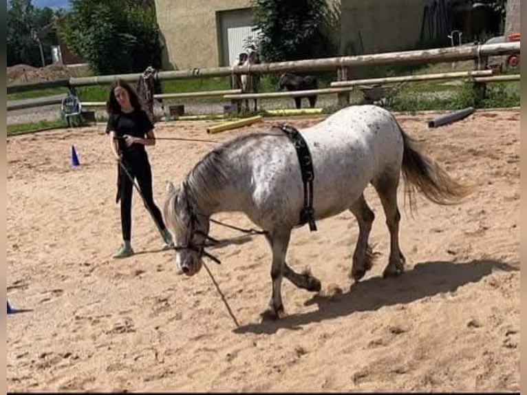 Sonstige Rassen Mix Stute 18 Jahre 136 cm Tigerschecke in Dohr