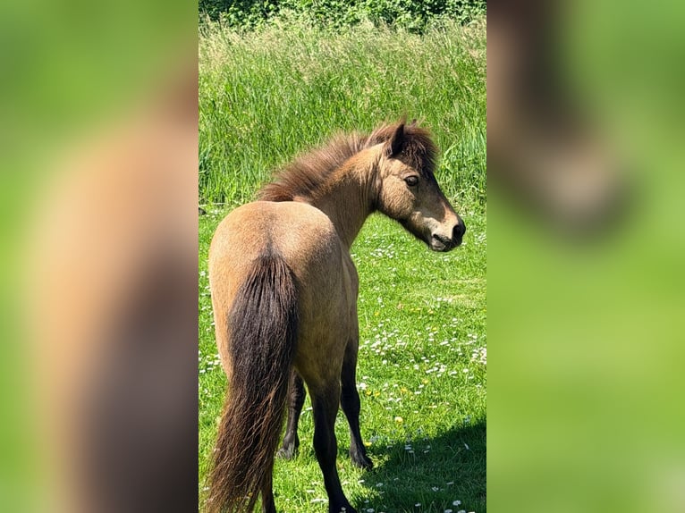 Sonstige Rassen Stute 18 Jahre 150 cm Buckskin in Zwaag
