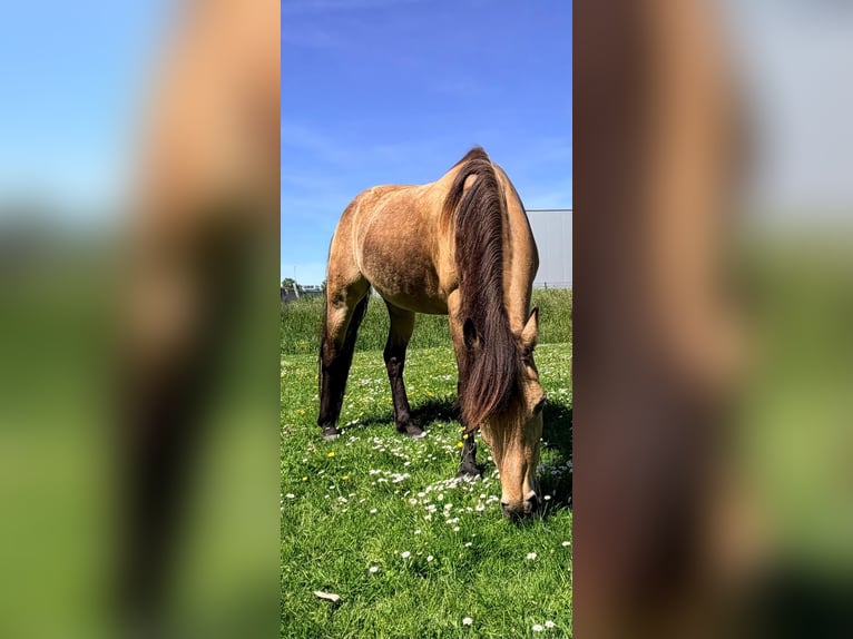 Sonstige Rassen Stute 18 Jahre 150 cm Buckskin in Zwaag
