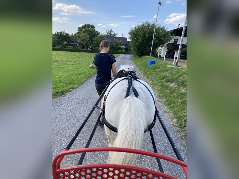 Sonstige Rassen Mix Stute 19 Jahre 120 cm Schimmel in Stra&#xDF;walchen